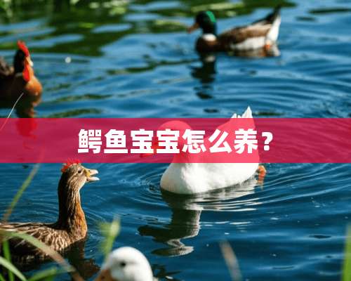 鳄鱼宝宝怎么养？