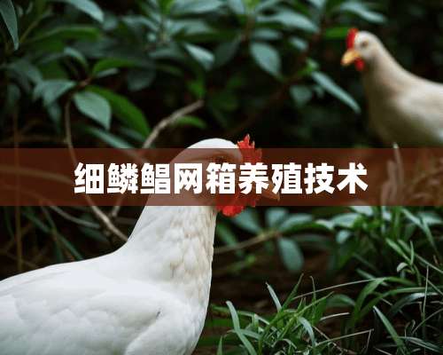 细鳞鲳网箱养殖技术