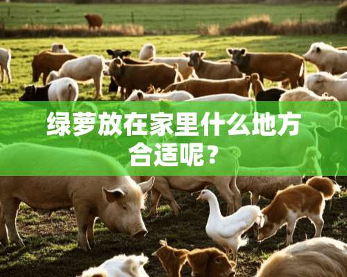 绿萝放在家里什么地方合适呢？