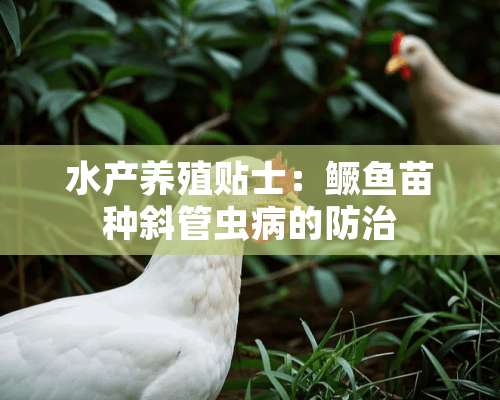 水产养殖贴士：鳜鱼苗种斜管虫病的防治