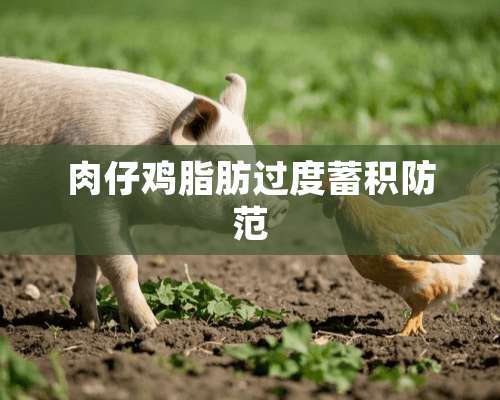 肉仔鸡脂肪过度蓄积防范