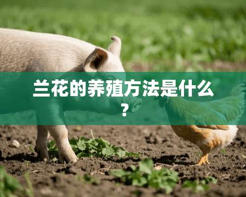 兰花的养殖方法是什么？