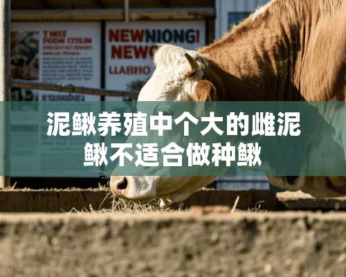 泥鳅养殖中个大的雌泥鳅不适合做种鳅