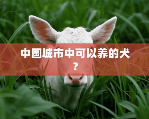 中国城市中可以养的犬？