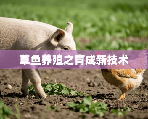 草鱼养殖之育成新技术