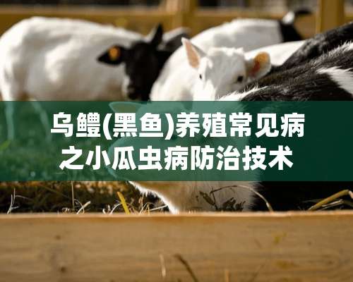 乌鳢(黑鱼)养殖常见病之小瓜虫病防治技术