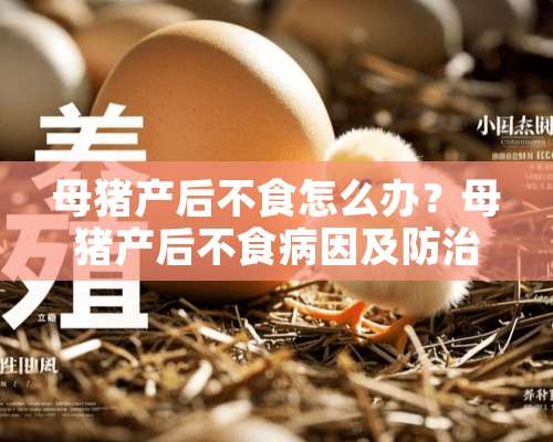 母猪产后不食怎么办？母猪产后不食病因及防治措施