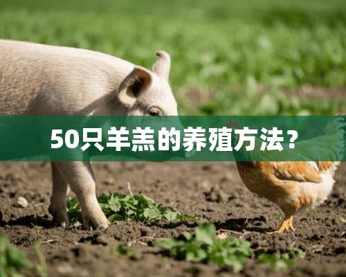 50只羊羔的养殖方法？