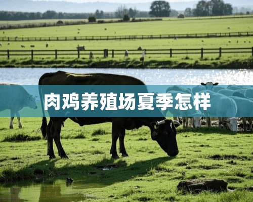 肉鸡养殖场夏季怎样