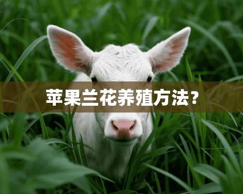 苹果兰花养殖方法？