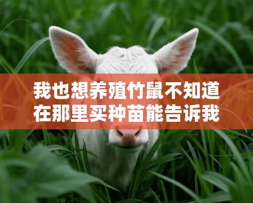 我也想养殖竹鼠不知道在那里买种苗能告诉我吗？