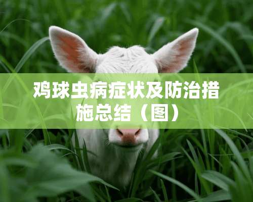 鸡球虫病症状及防治措施总结（图）