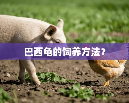 巴西龟的饲养方法？