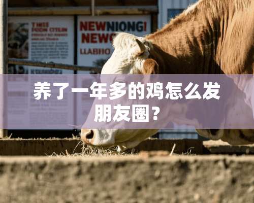 养了一年多的鸡怎么发朋友圈？