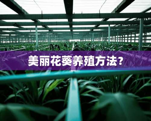 美丽花葵养殖方法？