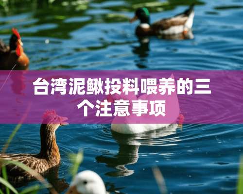 台湾泥鳅投料喂养的三个注意事项