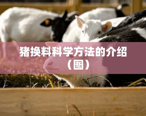 猪换料科学方法的介绍（图）