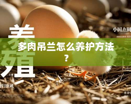 多肉吊兰怎么养护方法？