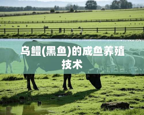 乌鳢(黑鱼)的成鱼养殖技术