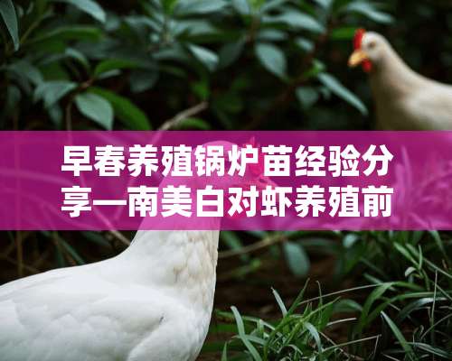 早春养殖锅炉苗经验分享—南美白对虾养殖前期以菌带藻