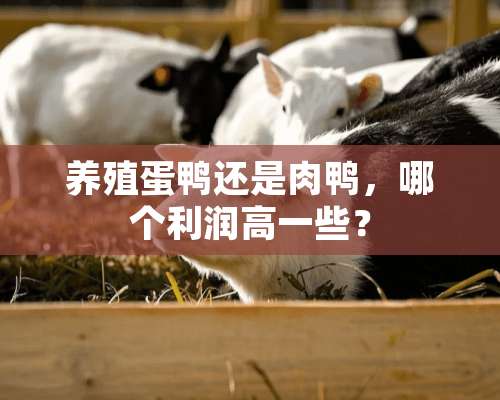 养殖蛋鸭还是肉鸭，哪个利润高一些？