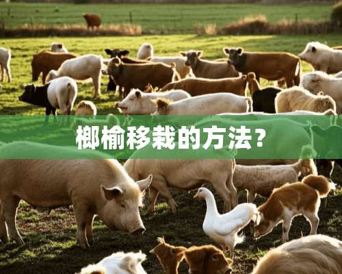 榔榆移栽的方法？