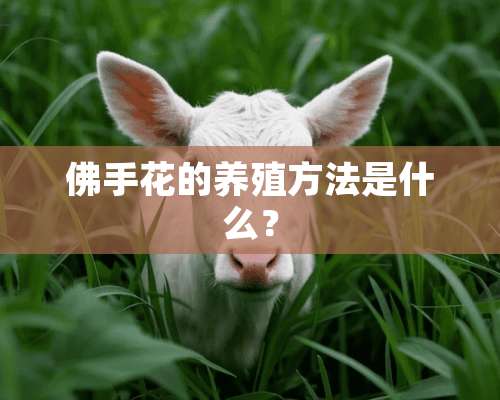 佛手花的养殖方法是什么？