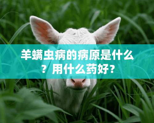 羊螨虫病的病原是什么？用什么药好？