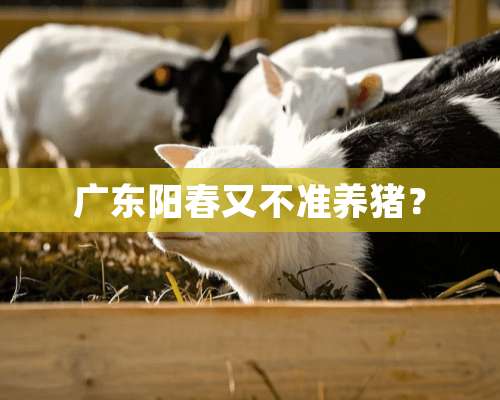 广东阳春又不准养猪？