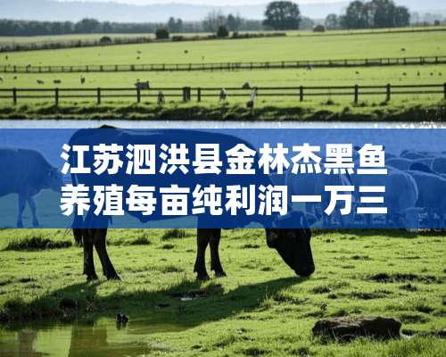 江苏泗洪县金林杰黑鱼养殖每亩纯利润一万三经验介绍