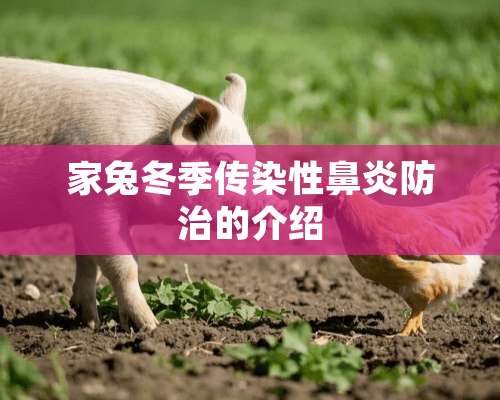 家兔冬季传染性鼻炎防治的介绍