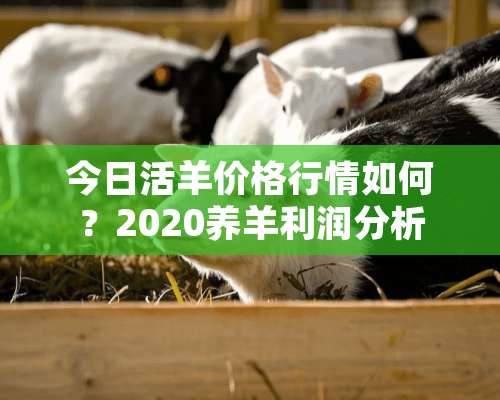 今日活羊价格行情如何？2020养羊利润分析