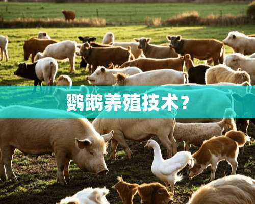 鹦鹉养殖技术？