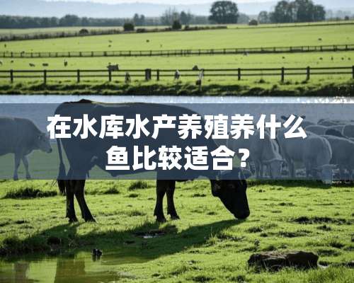 在水库水产养殖养什么鱼比较适合？