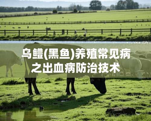 乌鳢(黑鱼)养殖常见病之出血病防治技术