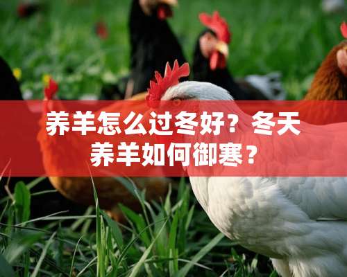 养羊怎么过冬好？冬天养羊如何御寒？