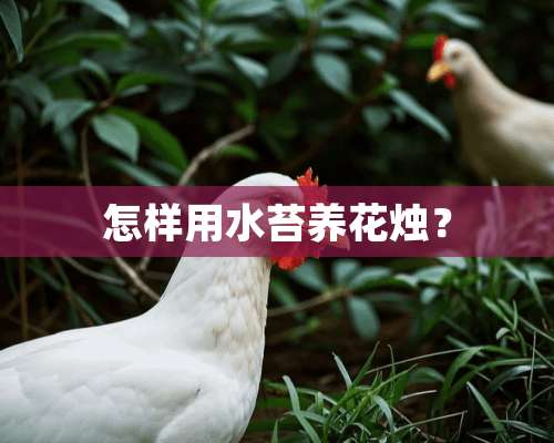 怎样用水苔养花烛？