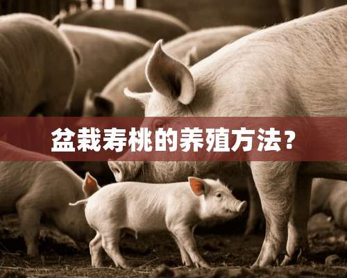 盆栽寿桃的养殖方法？