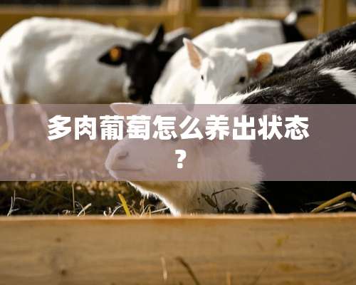 多肉葡萄怎么养出状态？