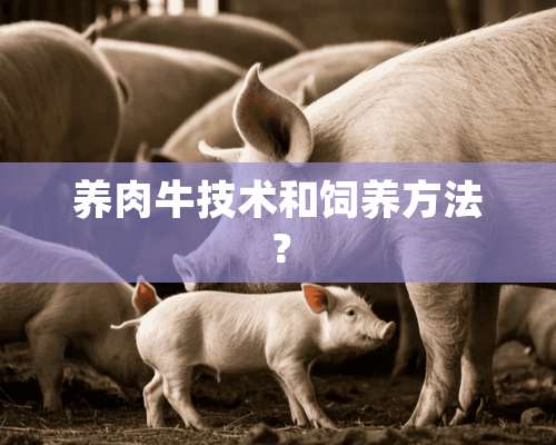 养肉牛技术和饲养方法？