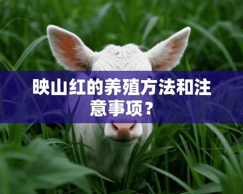 映山红的养殖方法和注意事项？