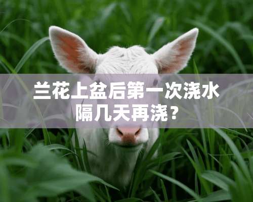 兰花上盆后第一次浇水隔几天再浇？