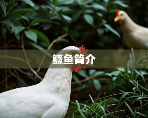 鳜鱼简介