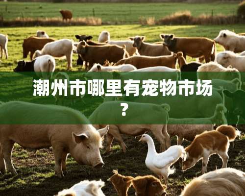 潮州市哪里有宠物市场？