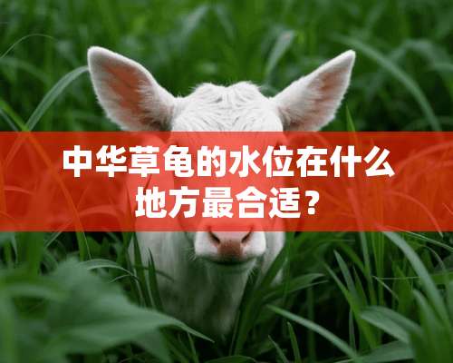 中华草龟的水位在什么地方最合适？