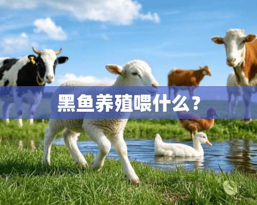 黑鱼养殖喂什么？