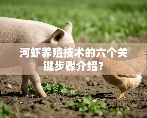 河虾养殖技术的六个关键步骤介绍？