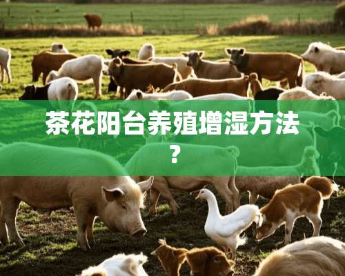 茶花阳台养殖增湿方法？