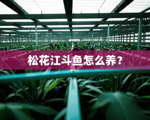 松花江斗鱼怎么养？