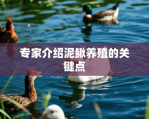 专家介绍泥鳅养殖的关键点